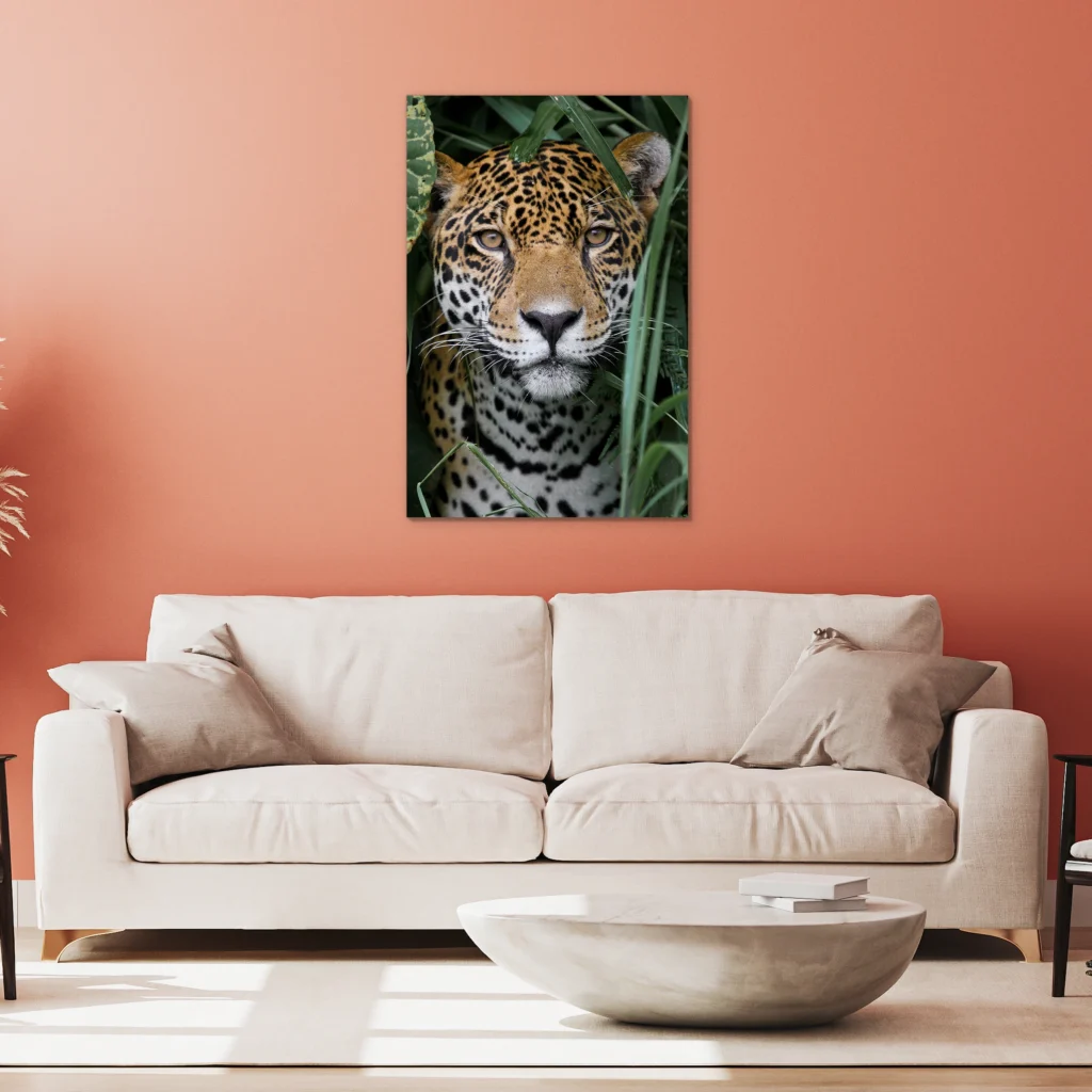 Amazone jaguar aan een koraalrode muur boven een witte bank
