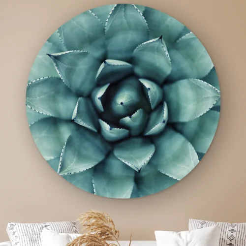 Muurcirkel Agave plant aan de muur boven een witte bank met kussens