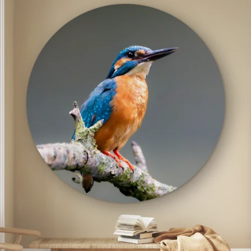Muurcirkel IJsvogel donker aan de muur boven een houten bankje met boeken