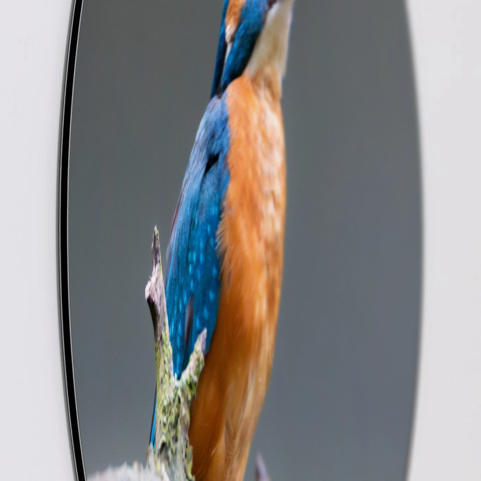 Muurcirkel IJsvogel donker, Aluminium Dibond van dichtbij