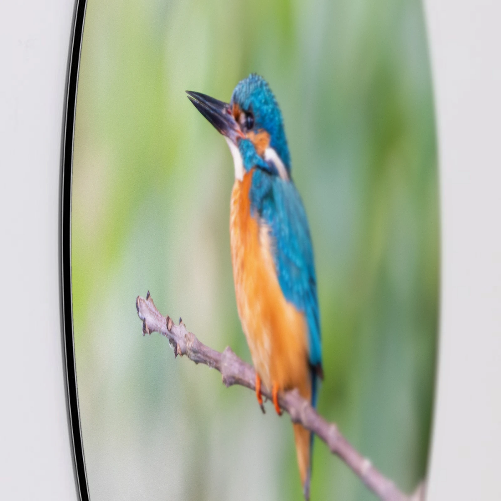 Muurcirkel IJsvogel licht, Aluminium Dibond van dichtbij