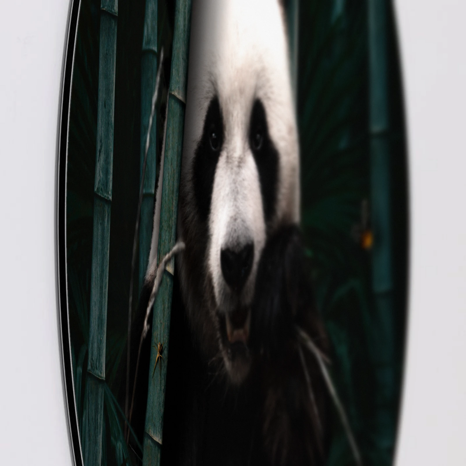 Muurcirkel Jungle panda, Aluminium Dibond van dichtbij