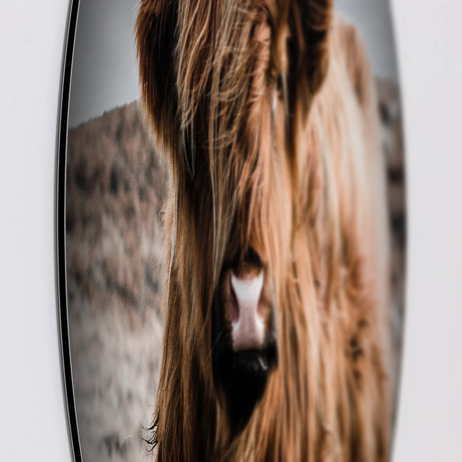 Muurcirkel Schotse hooglander kleur, Aluminium Dibond van dichtbij