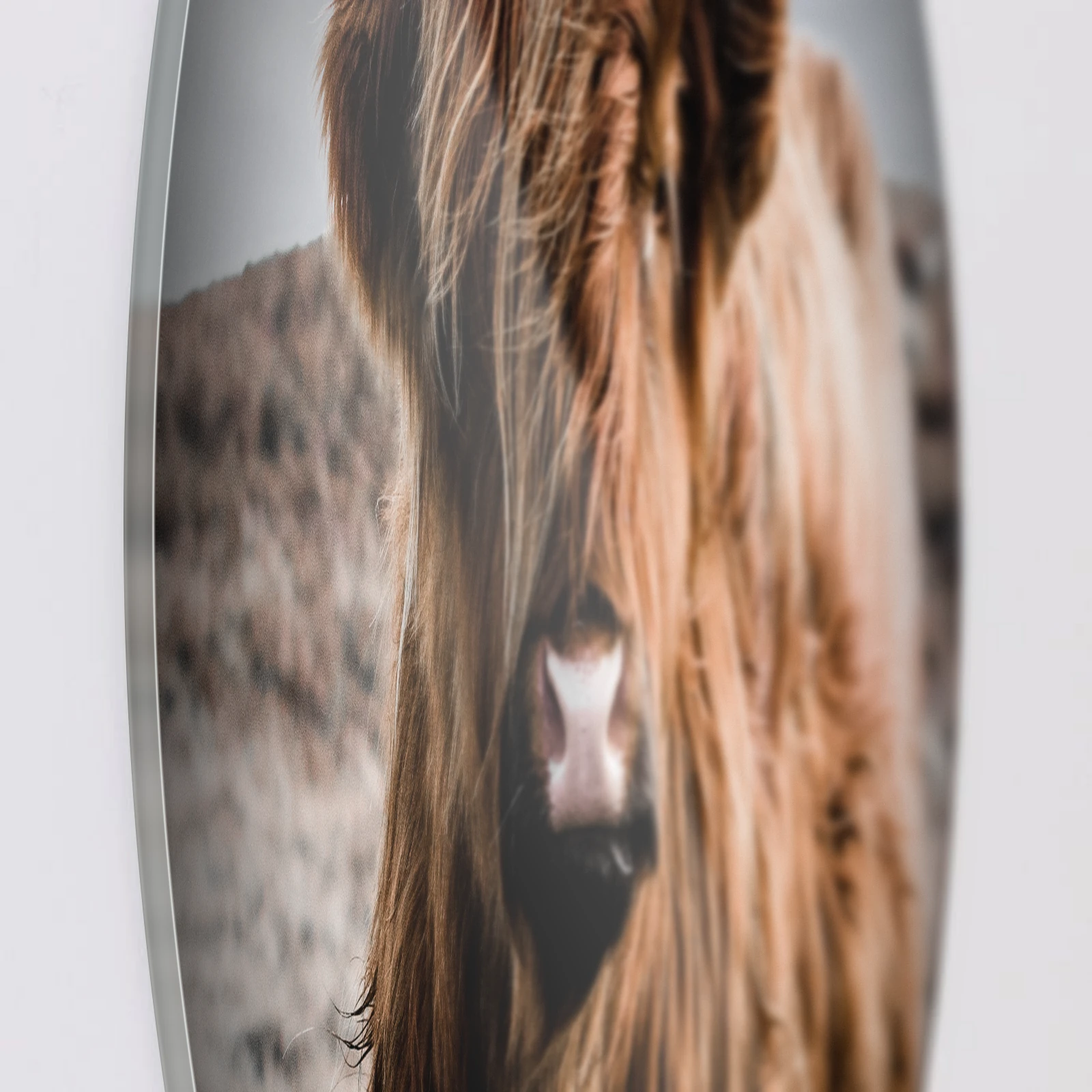 Muurcirkel Schotse hooglander kleur, Plexiglas van dichtbij