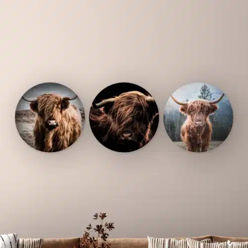Schotse hooglander set: drie hooglanders in kleur, als donker portret en in de bergen