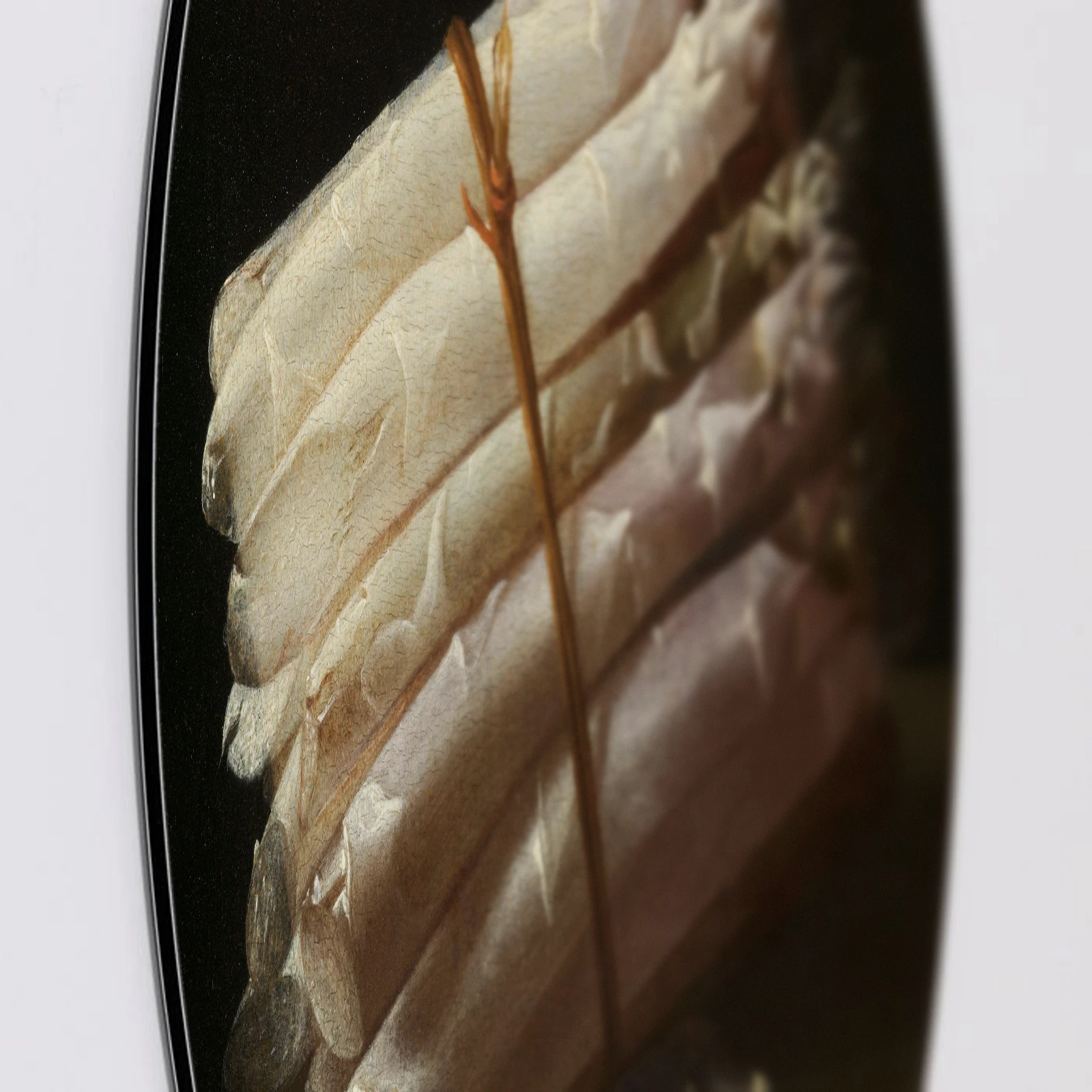Muurcirkel Stilleven met asperges van Adriaen Coorte, Aluminium Dibond van dichtbij