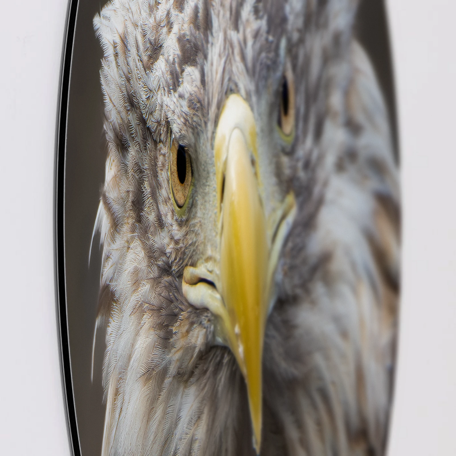 Muurcirkel Zeearend portret, Aluminium Dibond van dichtbij