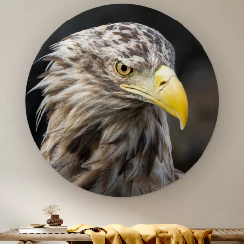 Muurcirkel Zeearend portret schuin aan de muur boven een houten bank met een okergele plaid
