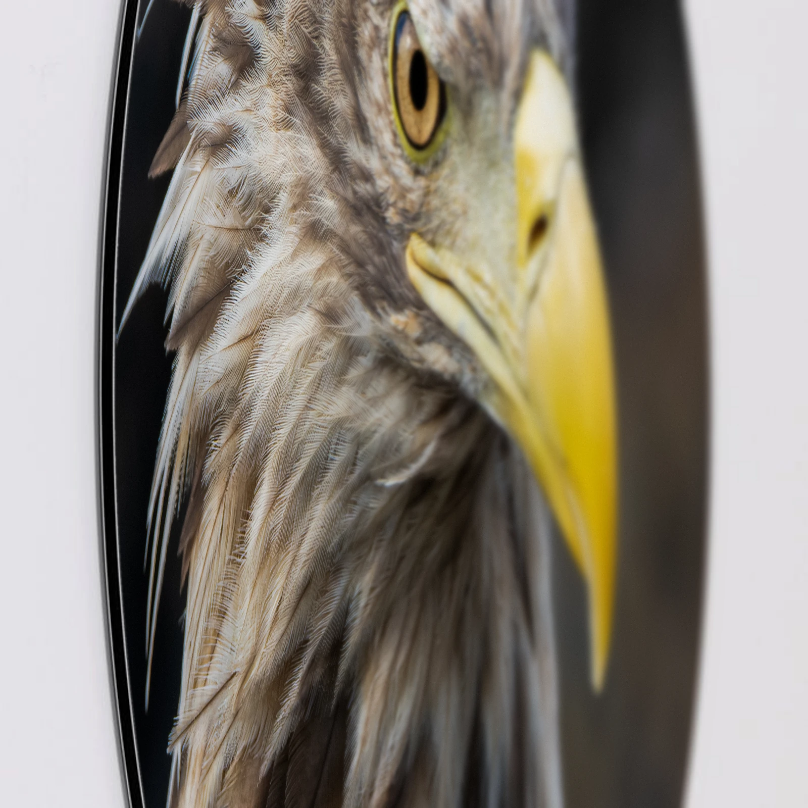 Muurcirkel Zeearend portret schuin, Aluminium Dibond van dichtbij