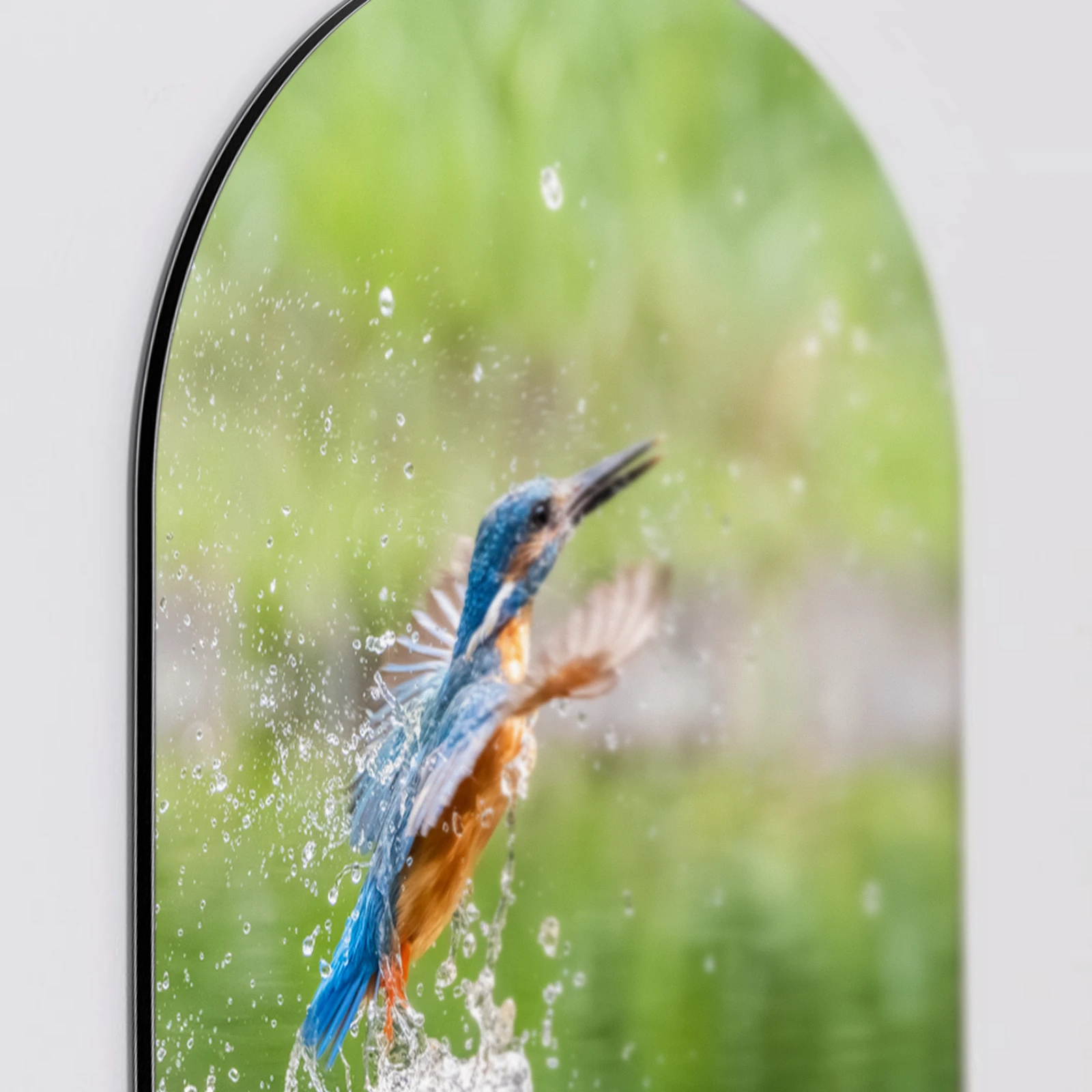 Muurovaal Duikende ijsvogel, Aluminium Dibond van dichtbij