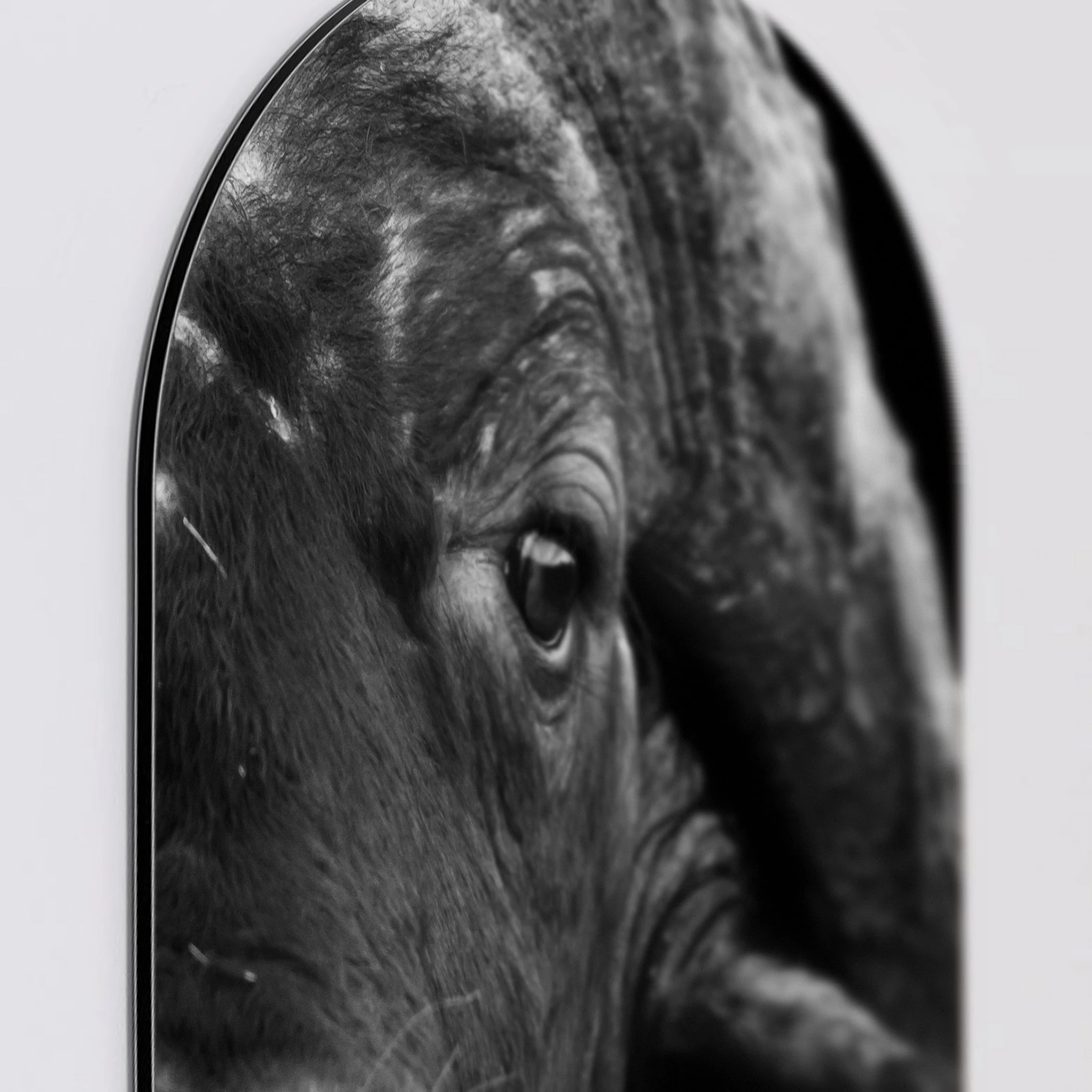 Muurovaal Buffel close-up, Aluminium Dibond van dichtbij
