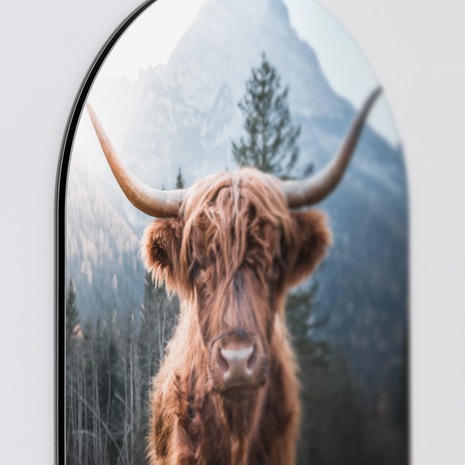 Muurovaal Hooglander, Aluminium Dibond van dichtbij