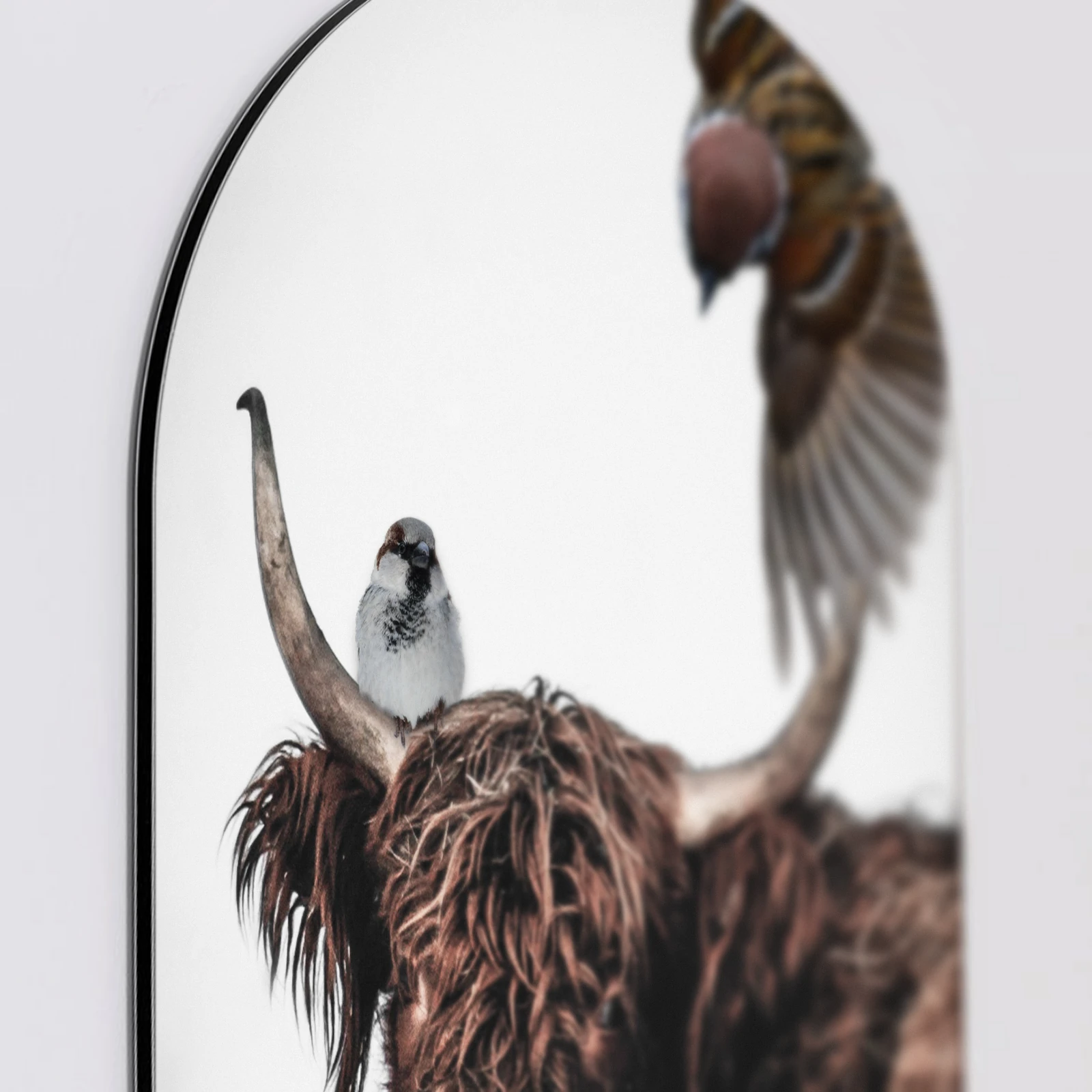 Muurovaal Hooglander artistiek, Aluminium Dibond van dichtbij