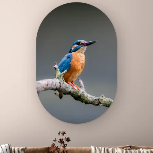 Muurovaal IJsvogel donker aan de muur boven een bank met gestreepte kussens