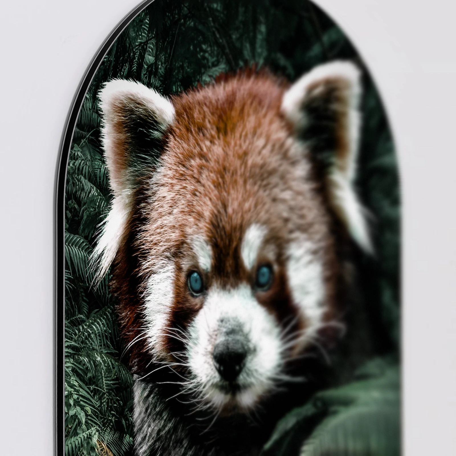 Muurovaal Rode panda, Aluminium Dibond van dichtbij