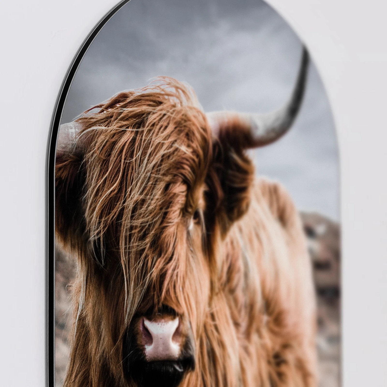 Muurovaal Schotse hooglander kleur, Aluminium Dibond van dichtbij