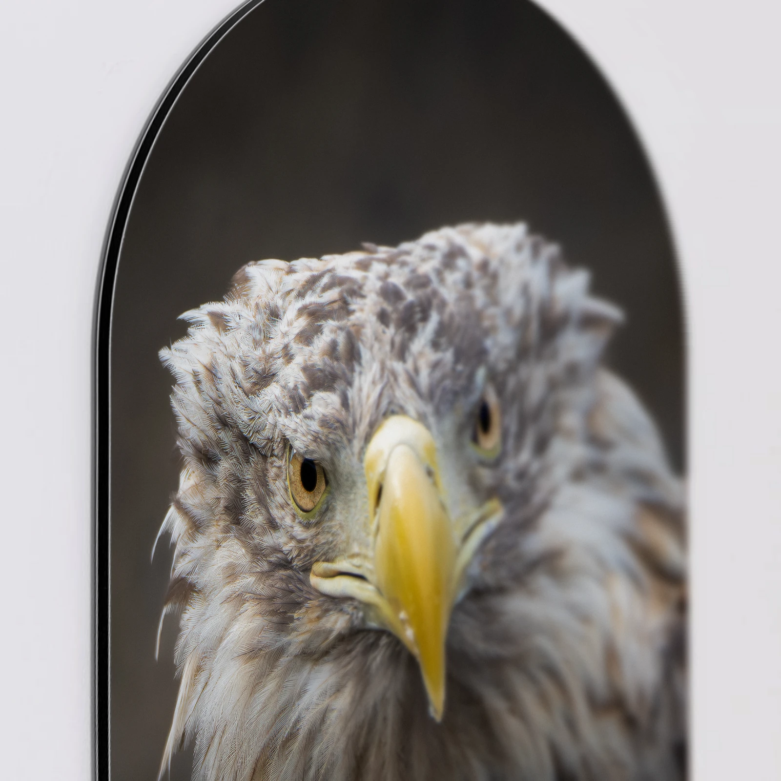 Muurovaal Zeearend portret, Aluminium Dibond van dichtbij