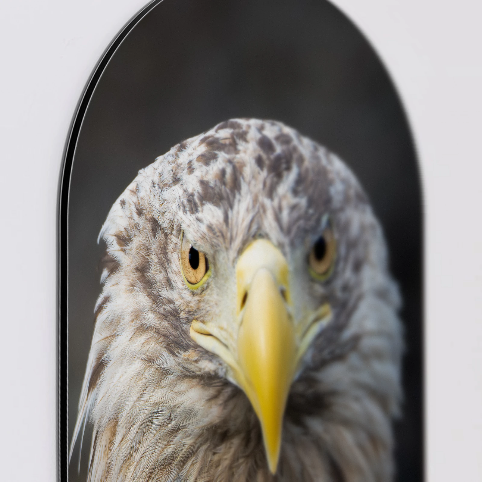 Muurovaal Zeearend portret recht, Aluminium Dibond van dichtbij