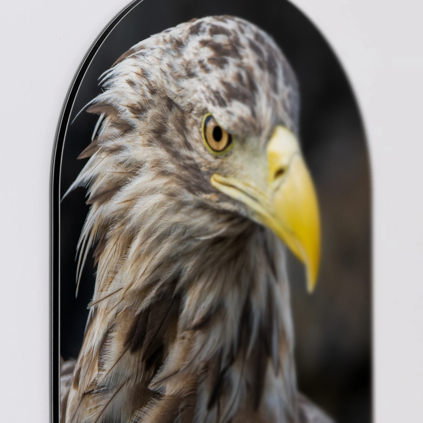 Muurovaal Zeearend portret schuin, Aluminium Dibond van dichtbij