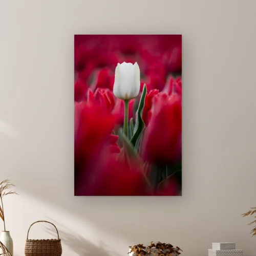 Tulpen wanddecoratie: één witte tulp met dauwdruppels tussen onscherpe rode tulpen, als artframe aan de muur
