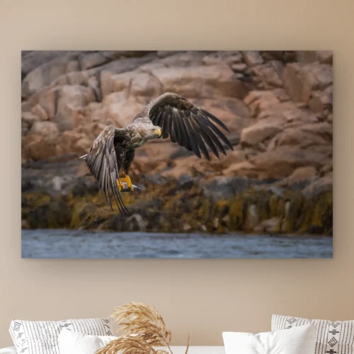 Zeearend wanddecoratie: zeearend vliegt laag over het water met een vis in zijn gele klauwen, voor een rotskust, als artframe